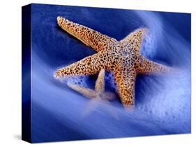 Two Starfish on Beach, Hilton Head Island, South Carolina, USA-Charles R. Needle-Stretched Canvas