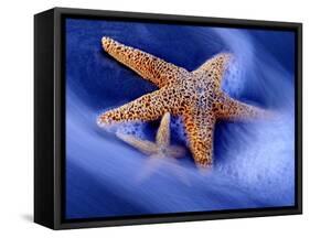 Two Starfish on Beach, Hilton Head Island, South Carolina, USA-Charles R. Needle-Framed Stretched Canvas