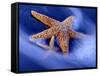 Two Starfish on Beach, Hilton Head Island, South Carolina, USA-Charles R. Needle-Framed Stretched Canvas