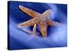 Two Starfish on Beach, Hilton Head Island, South Carolina, USA-Charles R. Needle-Stretched Canvas