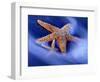 Two Starfish on Beach, Hilton Head Island, South Carolina, USA-Charles R. Needle-Framed Photographic Print