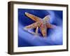 Two Starfish on Beach, Hilton Head Island, South Carolina, USA-Charles R. Needle-Framed Photographic Print