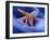 Two Starfish on Beach, Hilton Head Island, South Carolina, USA-Charles R. Needle-Framed Photographic Print