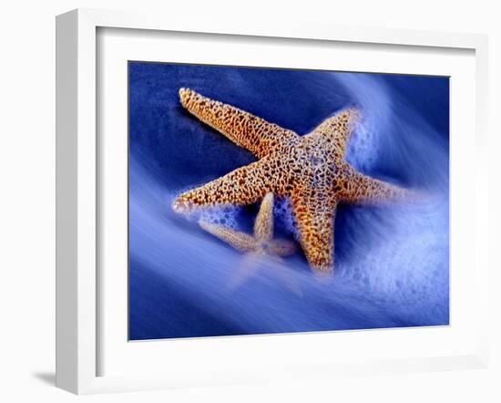 Two Starfish on Beach, Hilton Head Island, South Carolina, USA-Charles R. Needle-Framed Photographic Print