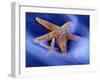 Two Starfish on Beach, Hilton Head Island, South Carolina, USA-Charles R. Needle-Framed Photographic Print