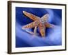 Two Starfish on Beach, Hilton Head Island, South Carolina, USA-Charles R. Needle-Framed Photographic Print