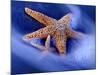Two Starfish on Beach, Hilton Head Island, South Carolina, USA-Charles R. Needle-Mounted Photographic Print
