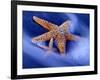 Two Starfish on Beach, Hilton Head Island, South Carolina, USA-Charles R. Needle-Framed Photographic Print