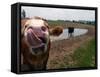 Two Steers Try to Keep Cool in a Small Area of Water on a Family Farm-null-Framed Stretched Canvas