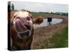 Two Steers Try to Keep Cool in a Small Area of Water on a Family Farm-null-Stretched Canvas