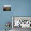 Two Steers Try to Keep Cool in a Small Area of Water on a Family Farm-null-Photographic Print displayed on a wall