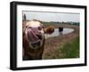 Two Steers Try to Keep Cool in a Small Area of Water on a Family Farm-null-Framed Photographic Print