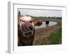 Two Steers Try to Keep Cool in a Small Area of Water on a Family Farm-null-Framed Photographic Print