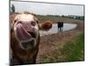 Two Steers Try to Keep Cool in a Small Area of Water on a Family Farm-null-Mounted Photographic Print