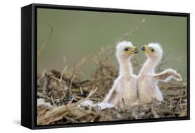 Two Steppe Eagle (Aquila Nipalensis) Chicks in their Nest. Cherniye Zemli Nr, Kalmykia, Russia-Shpilenok-Framed Stretched Canvas