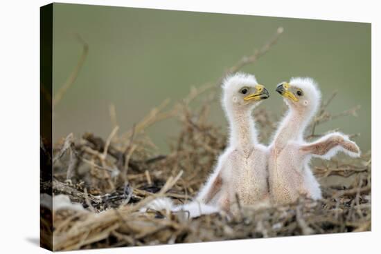 Two Steppe Eagle (Aquila Nipalensis) Chicks in their Nest. Cherniye Zemli Nr, Kalmykia, Russia-Shpilenok-Stretched Canvas