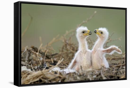 Two Steppe Eagle (Aquila Nipalensis) Chicks in their Nest. Cherniye Zemli Nr, Kalmykia, Russia-Shpilenok-Framed Stretched Canvas