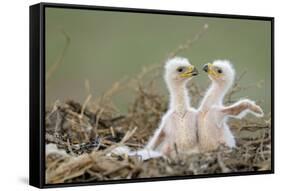 Two Steppe Eagle (Aquila Nipalensis) Chicks in their Nest. Cherniye Zemli Nr, Kalmykia, Russia-Shpilenok-Framed Stretched Canvas