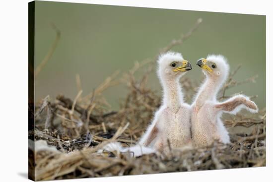 Two Steppe Eagle (Aquila Nipalensis) Chicks in their Nest. Cherniye Zemli Nr, Kalmykia, Russia-Shpilenok-Stretched Canvas