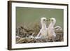 Two Steppe Eagle (Aquila Nipalensis) Chicks in their Nest. Cherniye Zemli Nr, Kalmykia, Russia-Shpilenok-Framed Photographic Print