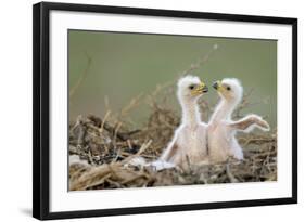 Two Steppe Eagle (Aquila Nipalensis) Chicks in their Nest. Cherniye Zemli Nr, Kalmykia, Russia-Shpilenok-Framed Photographic Print