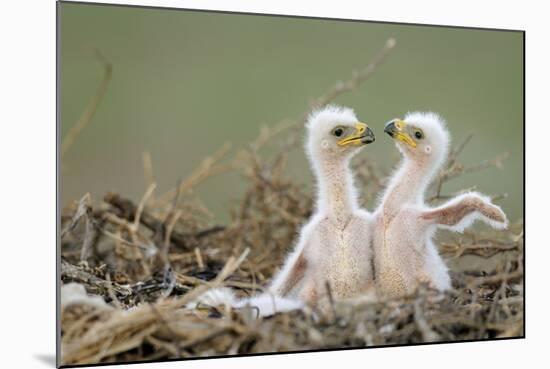 Two Steppe Eagle (Aquila Nipalensis) Chicks in their Nest. Cherniye Zemli Nr, Kalmykia, Russia-Shpilenok-Mounted Photographic Print