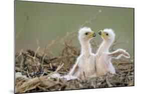 Two Steppe Eagle (Aquila Nipalensis) Chicks in their Nest. Cherniye Zemli Nr, Kalmykia, Russia-Shpilenok-Mounted Photographic Print