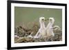 Two Steppe Eagle (Aquila Nipalensis) Chicks in their Nest. Cherniye Zemli Nr, Kalmykia, Russia-Shpilenok-Framed Photographic Print