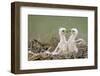 Two Steppe Eagle (Aquila Nipalensis) Chicks in their Nest. Cherniye Zemli Nr, Kalmykia, Russia-Shpilenok-Framed Photographic Print
