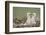 Two Steppe Eagle (Aquila Nipalensis) Chicks in their Nest. Cherniye Zemli Nr, Kalmykia, Russia-Shpilenok-Framed Photographic Print