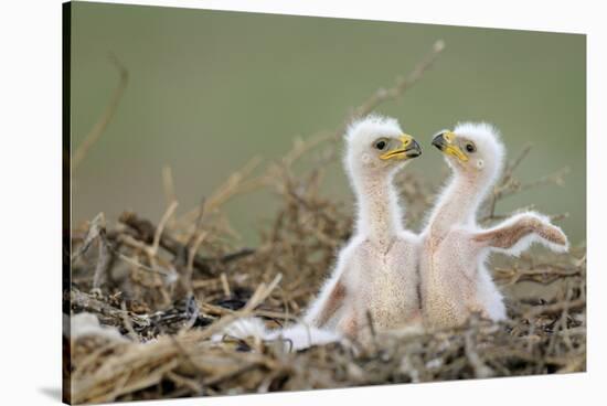 Two Steppe Eagle (Aquila Nipalensis) Chicks in their Nest. Cherniye Zemli Nr, Kalmykia, Russia-Shpilenok-Stretched Canvas