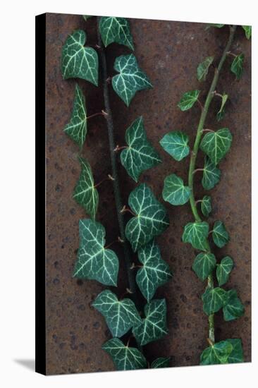 Two Strands of Dark Green Ivy or Hedera Helix Growing Up Rusty Metal Sheet-Den Reader-Stretched Canvas