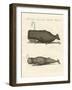 Two Strange Kinds of Whales-null-Framed Giclee Print
