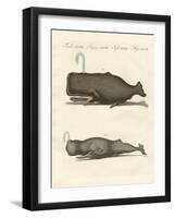 Two Strange Kinds of Whales-null-Framed Giclee Print