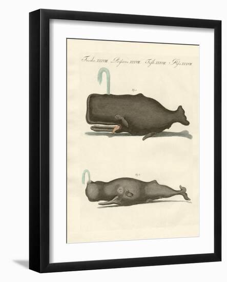 Two Strange Kinds of Whales-null-Framed Giclee Print