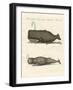 Two Strange Kinds of Whales-null-Framed Giclee Print