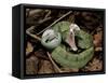 Two Striped Forest Pit Viper Snake with Young, Fangs Open, Amazon Rainforest, Ecuador-Pete Oxford-Framed Stretched Canvas