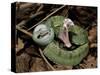 Two Striped Forest Pit Viper Snake with Young, Fangs Open, Amazon Rainforest, Ecuador-Pete Oxford-Stretched Canvas