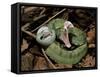 Two Striped Forest Pit Viper Snake with Young, Fangs Open, Amazon Rainforest, Ecuador-Pete Oxford-Framed Stretched Canvas