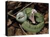 Two Striped Forest Pit Viper Snake with Young, Fangs Open, Amazon Rainforest, Ecuador-Pete Oxford-Stretched Canvas