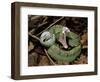 Two Striped Forest Pit Viper Snake with Young, Fangs Open, Amazon Rainforest, Ecuador-Pete Oxford-Framed Premium Photographic Print