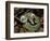 Two Striped Forest Pit Viper Snake with Young, Fangs Open, Amazon Rainforest, Ecuador-Pete Oxford-Framed Premium Photographic Print