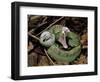 Two Striped Forest Pit Viper Snake with Young, Fangs Open, Amazon Rainforest, Ecuador-Pete Oxford-Framed Premium Photographic Print