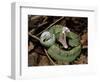 Two Striped Forest Pit Viper Snake with Young, Fangs Open, Amazon Rainforest, Ecuador-Pete Oxford-Framed Premium Photographic Print