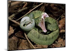 Two Striped Forest Pit Viper Snake with Young, Fangs Open, Amazon Rainforest, Ecuador-Pete Oxford-Mounted Premium Photographic Print