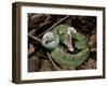 Two Striped Forest Pit Viper Snake with Young, Fangs Open, Amazon Rainforest, Ecuador-Pete Oxford-Framed Photographic Print