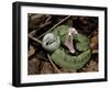 Two Striped Forest Pit Viper Snake with Young, Fangs Open, Amazon Rainforest, Ecuador-Pete Oxford-Framed Photographic Print