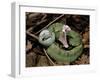 Two Striped Forest Pit Viper Snake with Young, Fangs Open, Amazon Rainforest, Ecuador-Pete Oxford-Framed Photographic Print