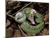 Two Striped Forest Pit Viper Snake with Young, Fangs Open, Amazon Rainforest, Ecuador-Pete Oxford-Mounted Photographic Print