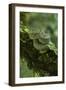 Two-Striped Forest Pitviper (Bothriopsis Bilineata Smaragdina) Amazon, Ecuador-Pete Oxford-Framed Photographic Print